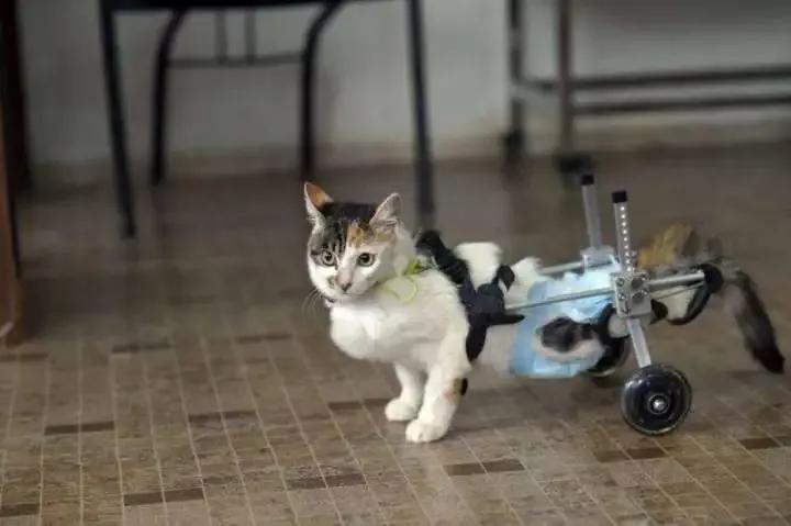 纯种猫可能会得的病,铲屎官怀疑自家猫咪是只法国猫