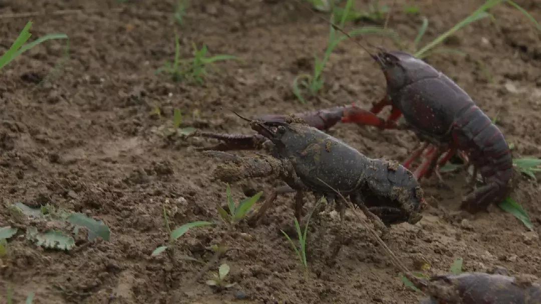 自己跑生意,自己跑业务做什么生意好