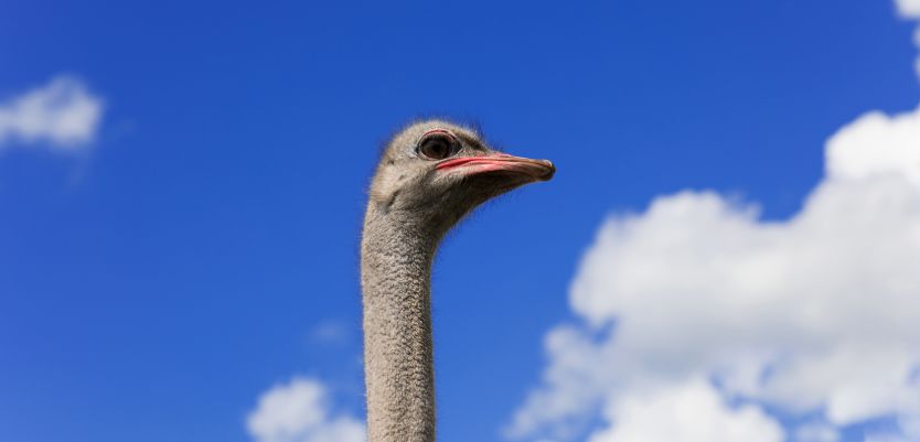 订单式养殖都有哪些好项目和方法,利润很吓人的10个冷门养殖项目