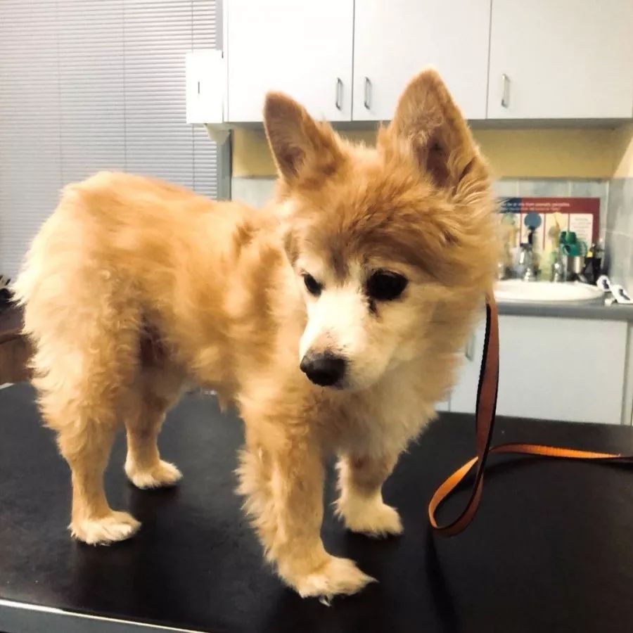 狗狗腿部僵硬，是不是关节出现问题了？要怎么避免？