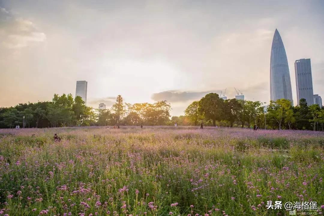 绱壊姊﹀够鑺辨捣鍏洯,娣卞湷鏅綏鏃烘柉2024绱壊鑺辨捣