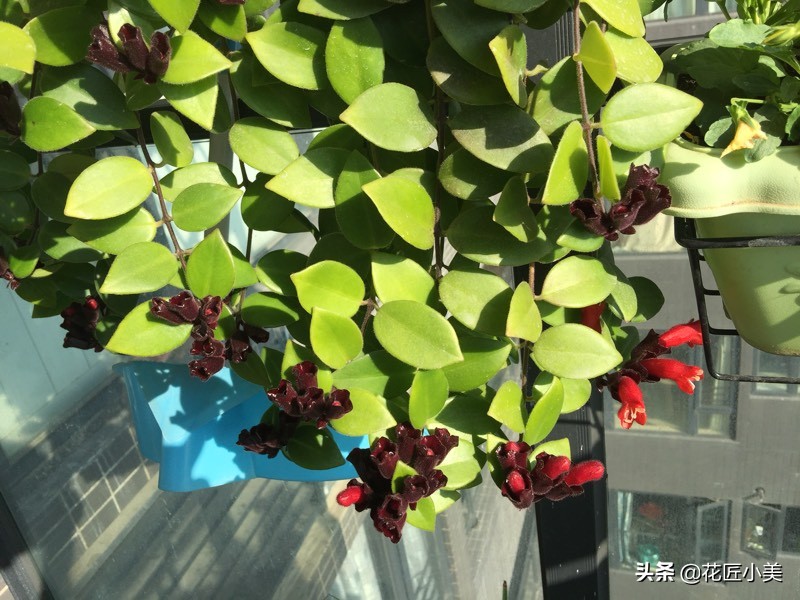 口红吊兰怎么养才能更旺盛视频,口红吊兰叶子发黄掉落是怎么回事