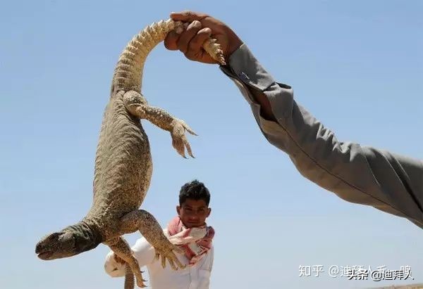 沙特的十大美食,重口不辣的美食