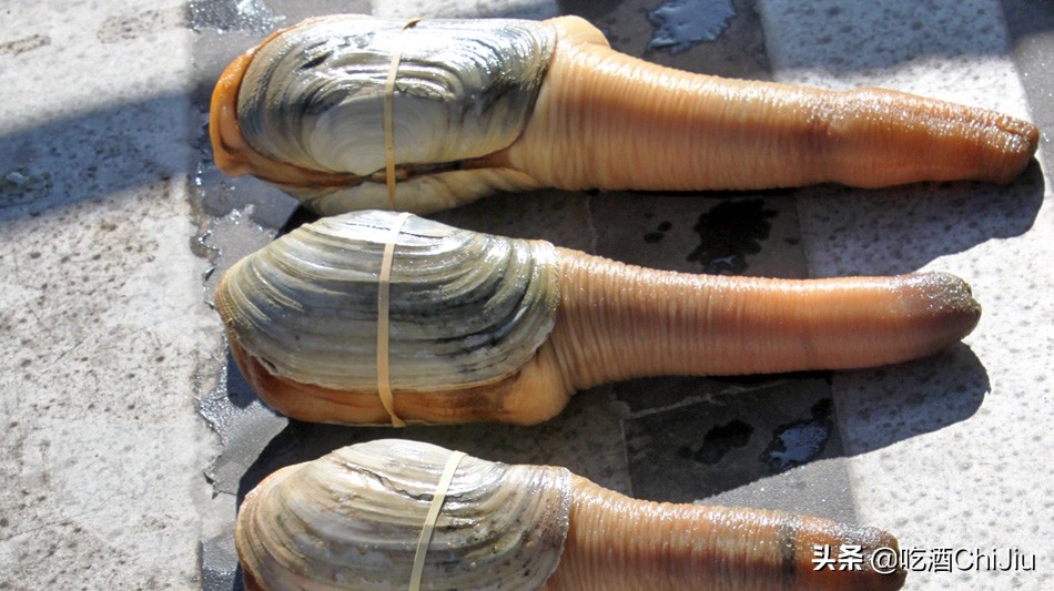 长相难以启齿的象拔蚌,当年餐桌上可是炙手可热!