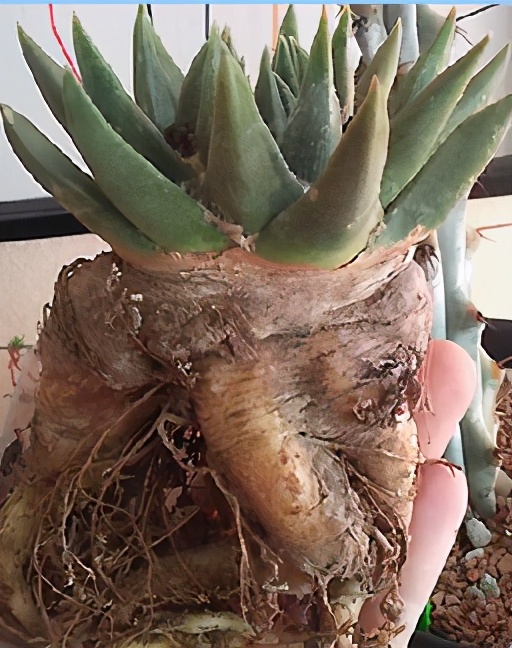 仙人掌要怎么养才能结果,仙人掌怎样才长叶子