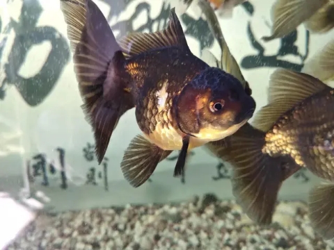 观赏鱼掉鳞是什么原因,观赏鱼因为寄生虫死了还能救活吗