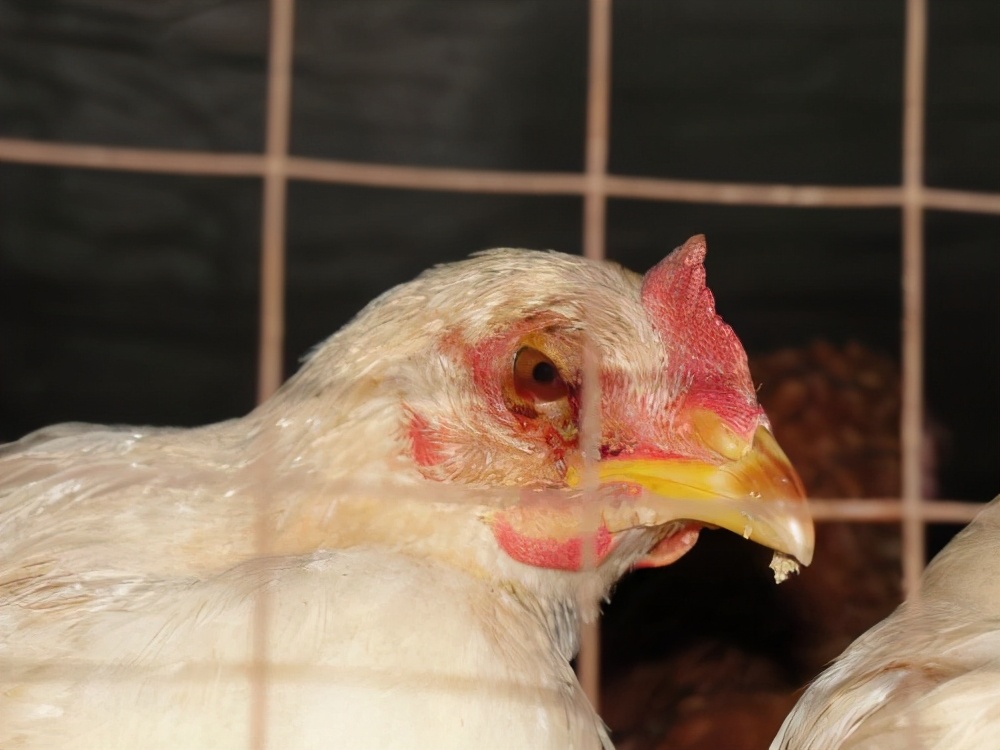 鸡舍通风不当容易出现问题,养鸡夏季水帘应该控制到多少度