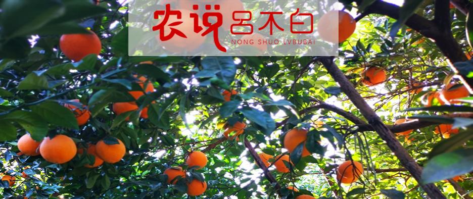 褚橙和赣南脐橙哪个好吃,赣南脐橙的主要竞争橙种