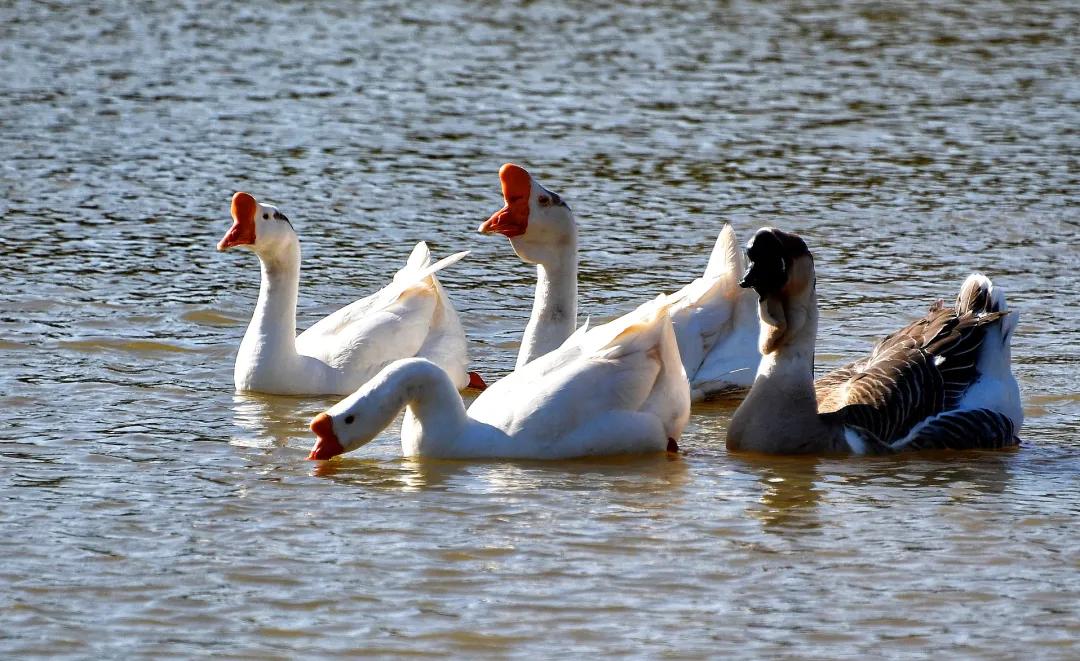 洛阳有收藏玉器的地方吗,洛龙区游玩收藏榜