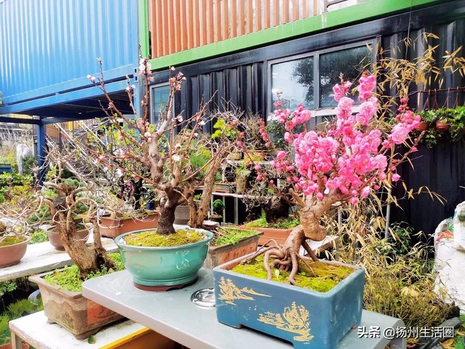 扬州花卉市场大全,扬州西区花卉市场