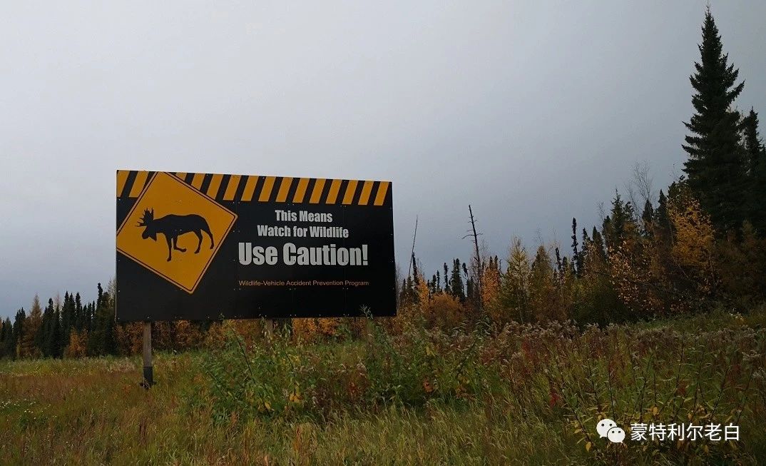 跟着老白行走加拿大，育空Watson Lake、BC省Northern Rockies