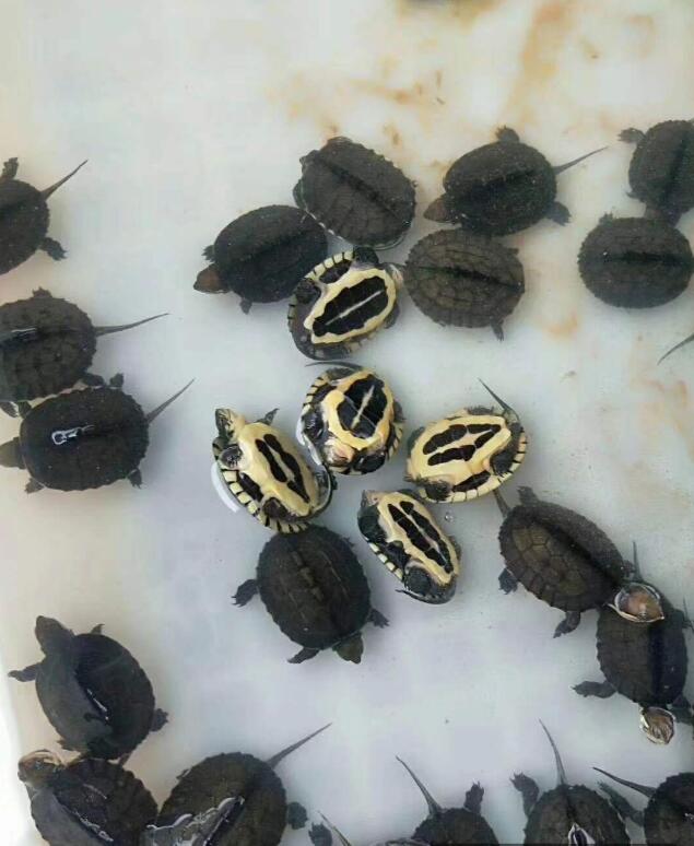 养龟可以放盐吗,用高锰酸钾给龟龟消毒的比例