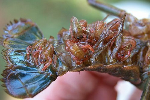 养小龙虾最好的懒汉模式养殖技术,2022年小龙虾养殖技术成本与利润