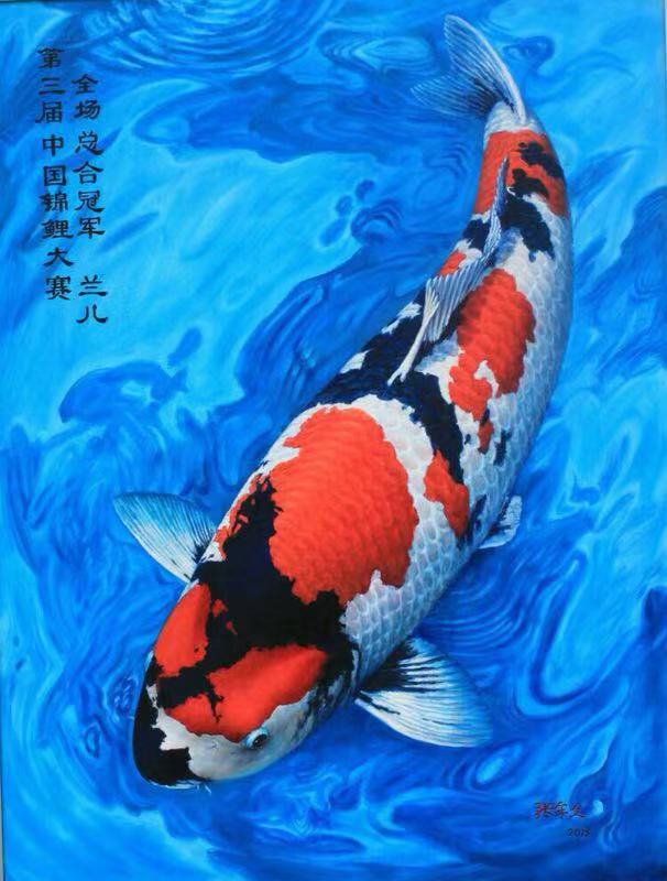 鱼缸养锦鲤鱼技术大全,缸养小锦鲤鱼的基本方法