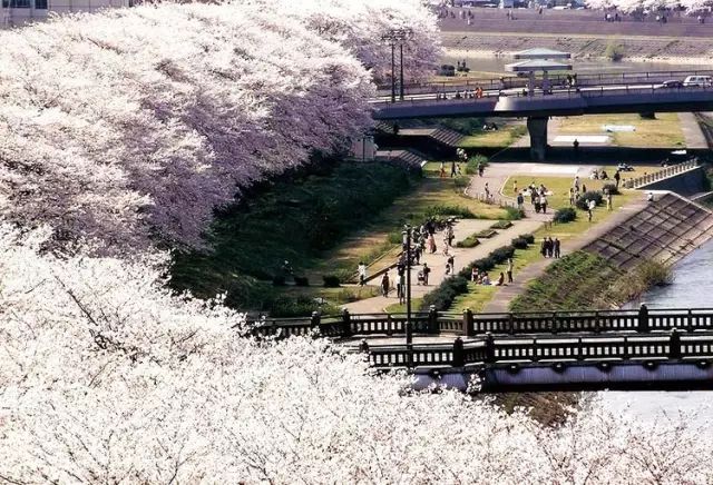 等你盛开，北海道之樱（文末也有福利在等你）