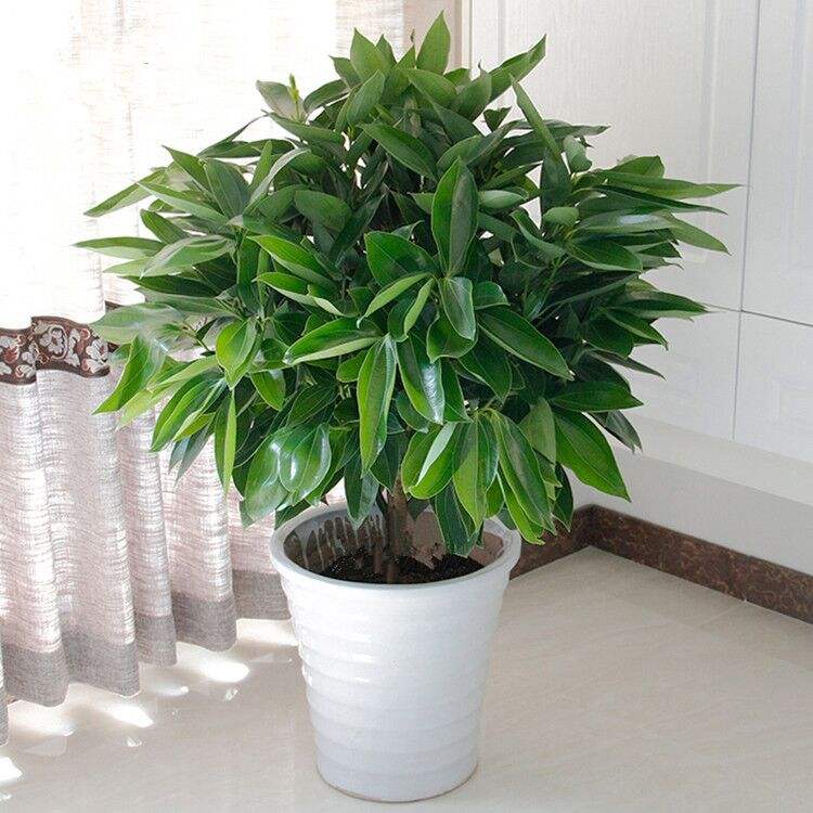 平安树叶子发黄耷拉有黑斑怎么办,平安树有黑斑黄叶怎么办