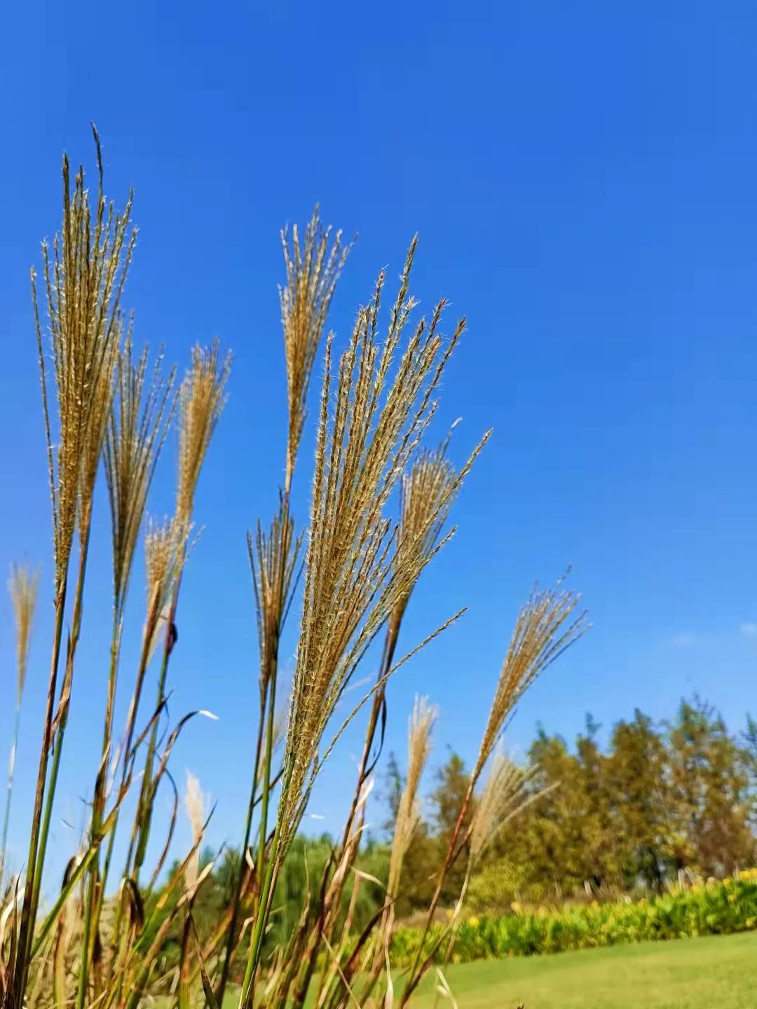 上海观赏草,上海之鱼冬天风景
