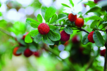 仙居杨梅和浮宫杨梅哪个好吃,闽南浮宫杨梅最新消息