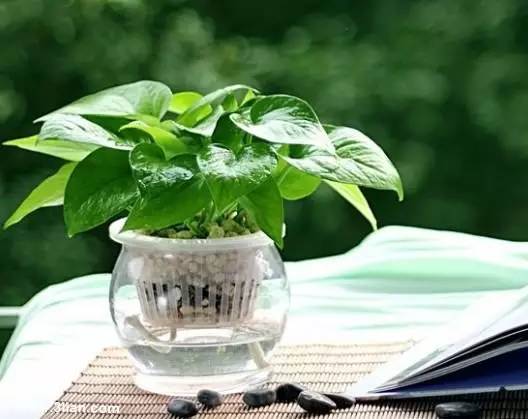 养花新手老养死花,献给那些总把花养死的人