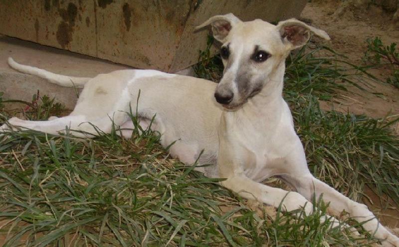 惠比特犬幼犬怎样训练,怎样训练比特犬定点大小便