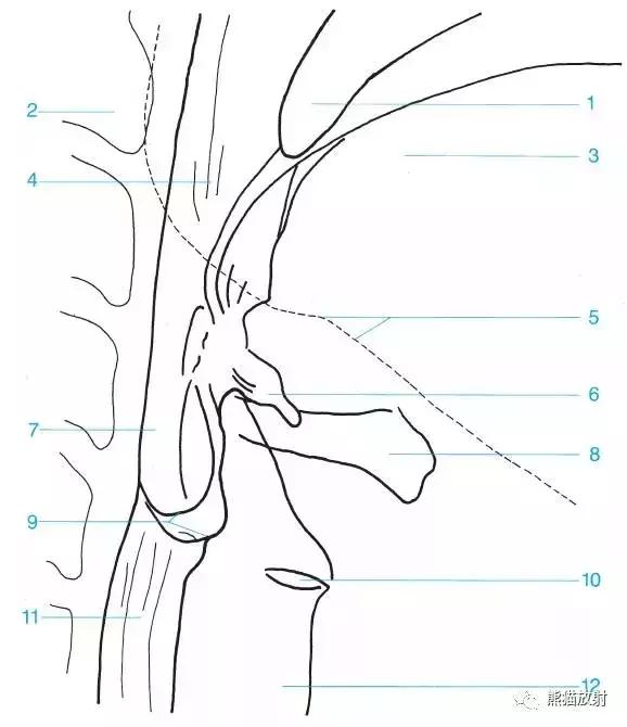 「收藏」11种消化道造影解剖图谱