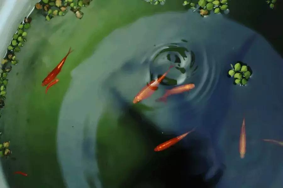 门海，中国人的福海