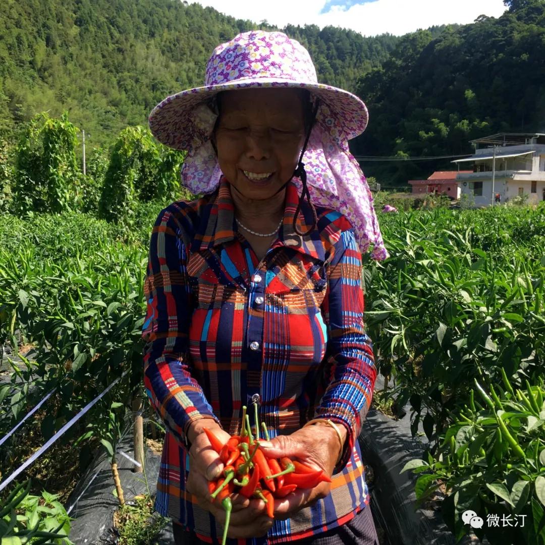 辣椒种植映红致富路,辣椒产业铺就农民致富路