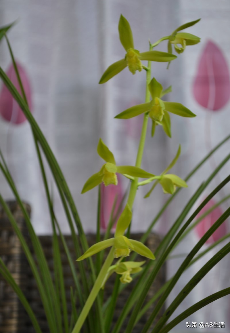 兰花蕙兰十大名品,蕙兰名品大全欣赏