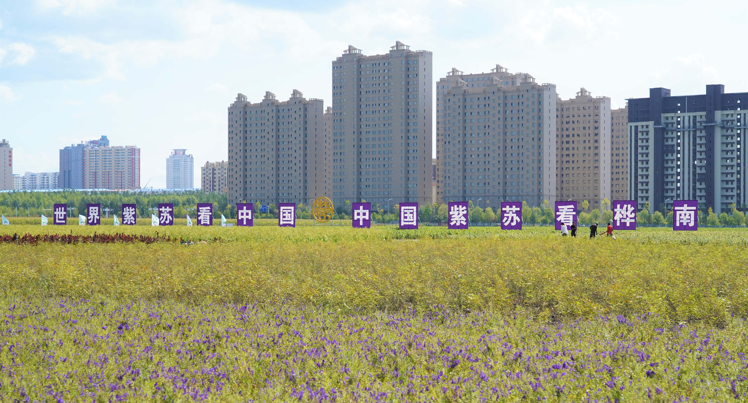 桦南紫苏种植基地在哪里,华南紫苏之乡