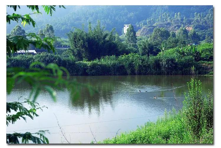 温柔的中亚牧羊犬,温柔的黑犬