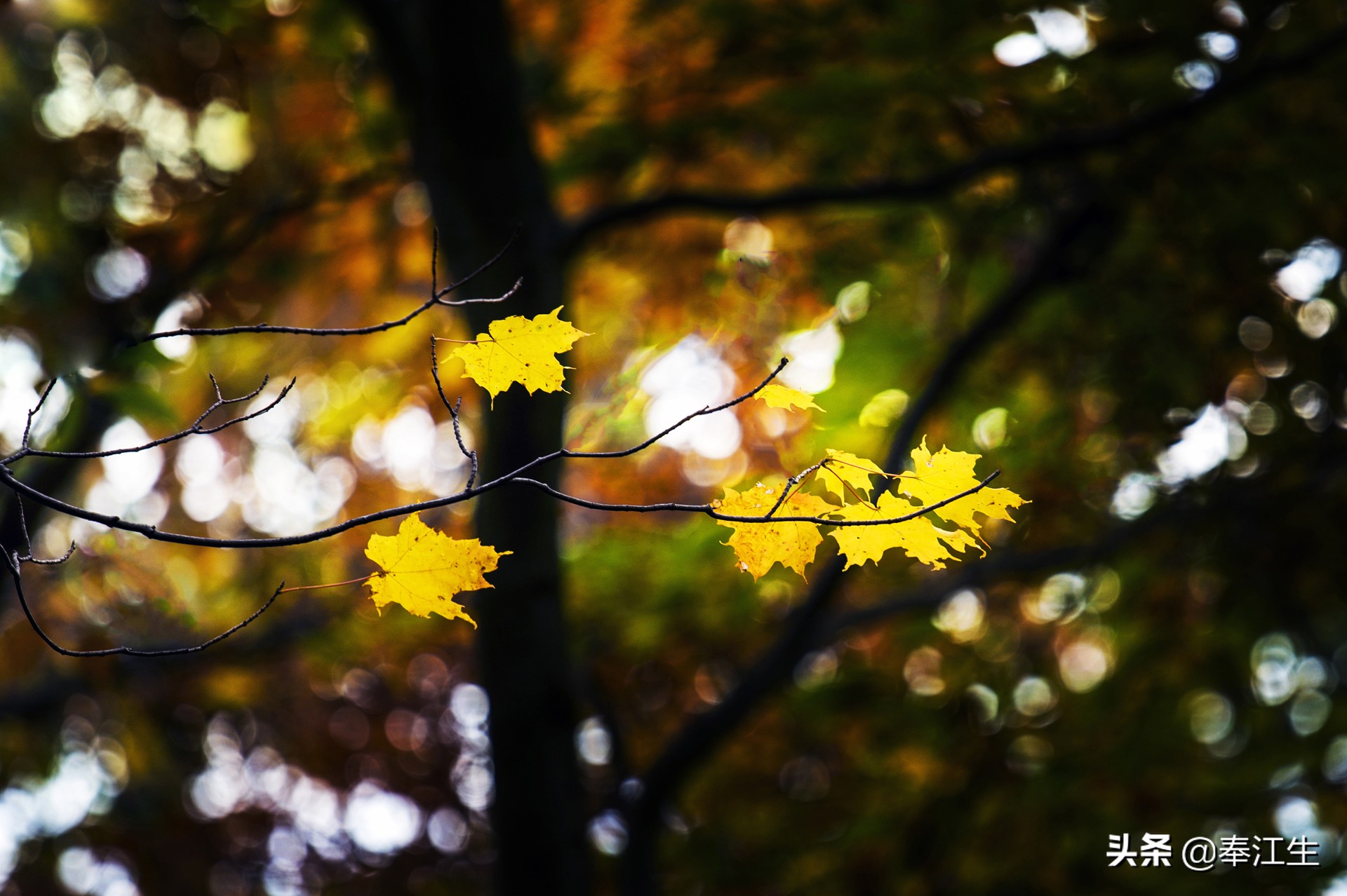 加拿大的福利待遇,加拿大福利汇总