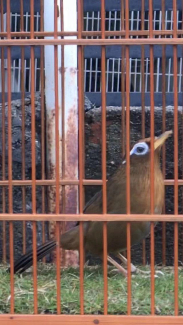 画眉鸟为什么会仰头？如何防止自己的画眉鸟仰头？