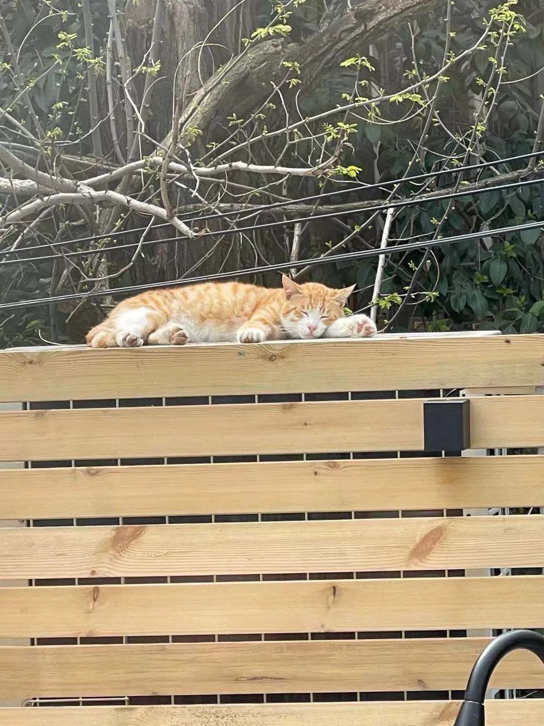 住在上海闹市400平的房子里，花开不败，开窗见池塘，太羡慕了