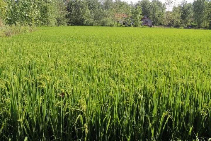 水稻过旺怎么办,水稻过旺