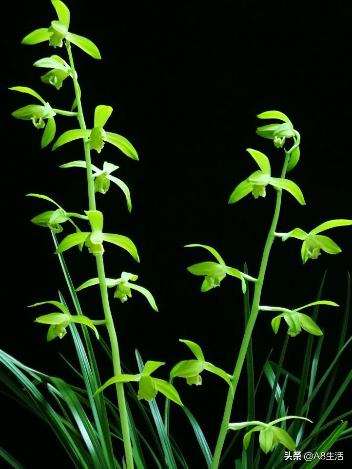 兰花蕙兰十大名品,蕙兰名品大全欣赏