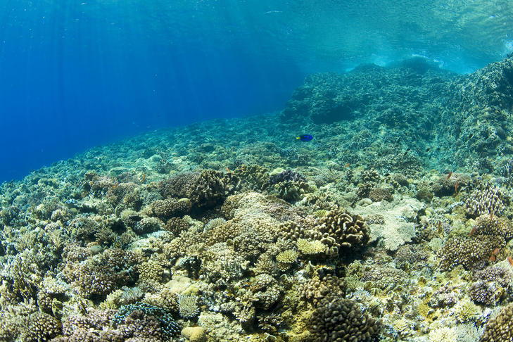 海洋活力修复精华,长效滋养海洋精粹鲜润补水保湿霜