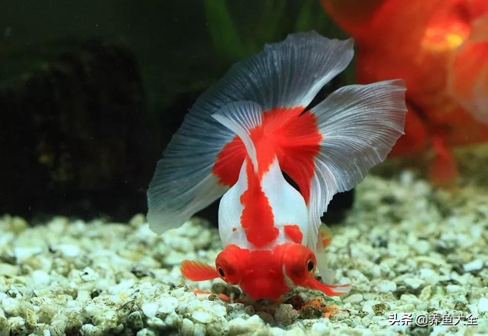 什么金鱼好养又好看,养哪种金鱼又好看又好养