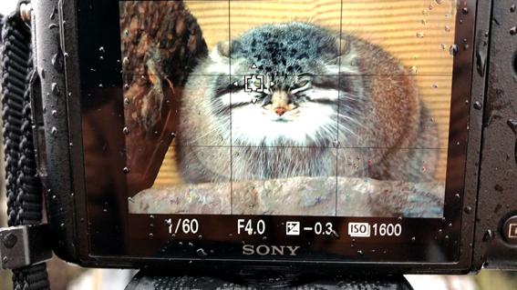 慢享自然，快意拍摄索尼黑卡RX10M4升级体验