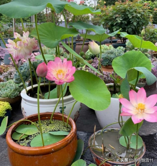 碗莲这样养，十有八九不开花？注意这5点，碗莲花大色更艳