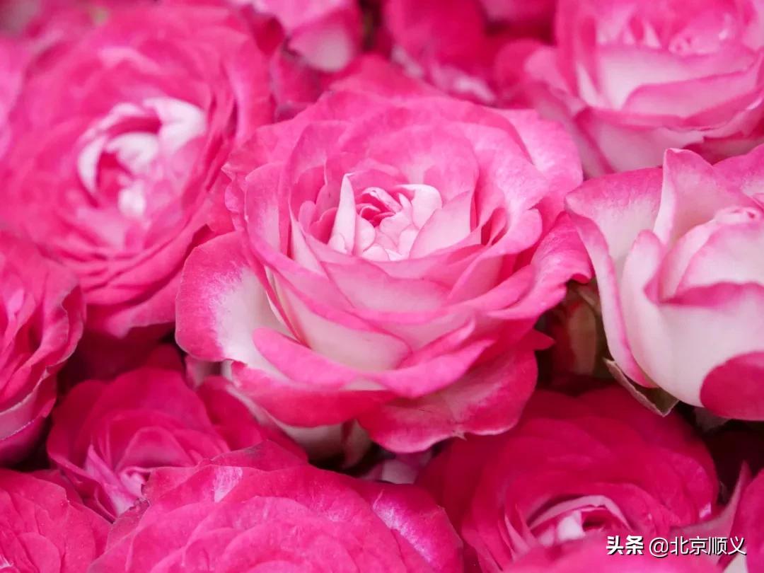 顺义区年货节日福利,顺义区年货节日福利值得购买吗