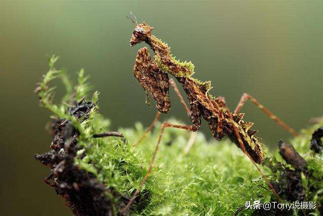 微距摄影怎样拍花,微距摄影怎么拍的