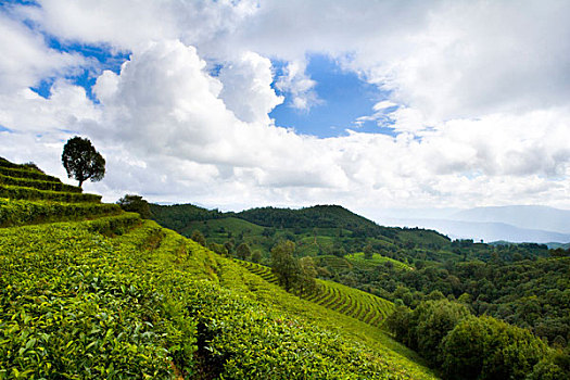 外省专家评价云南,专家谈云南发展