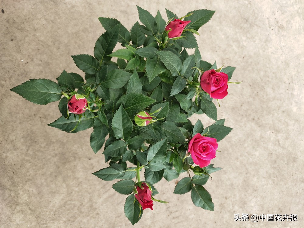 花的名字好听又有内涵,什么花名字好听又好看