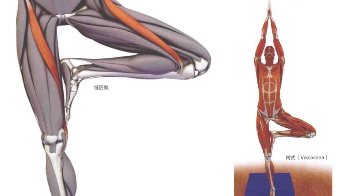 瑜伽髋部的结构,瑜伽呼吸缝合术