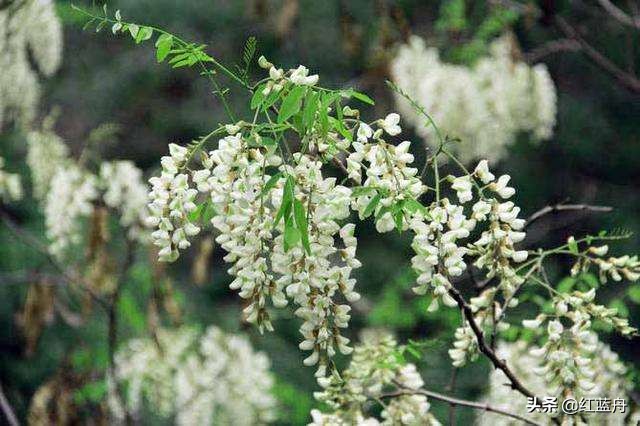 乡情散记：金城十里槐花香