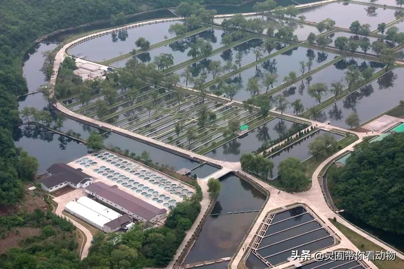 金日成爱吃的它,居然已经在国内绝迹?