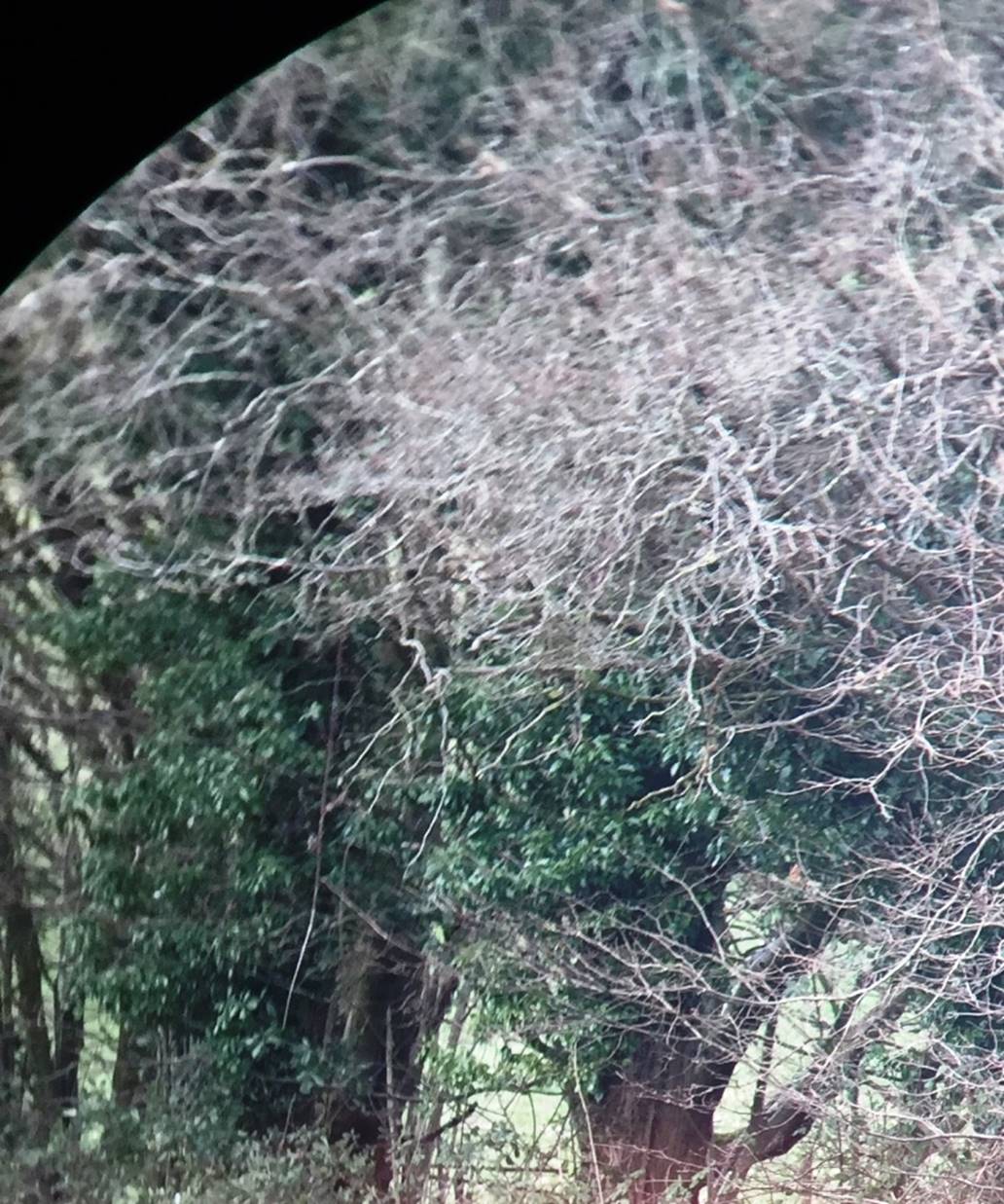 施华洛世奇蓝色天鹅测评,施华洛世奇闪烁白和白色对比