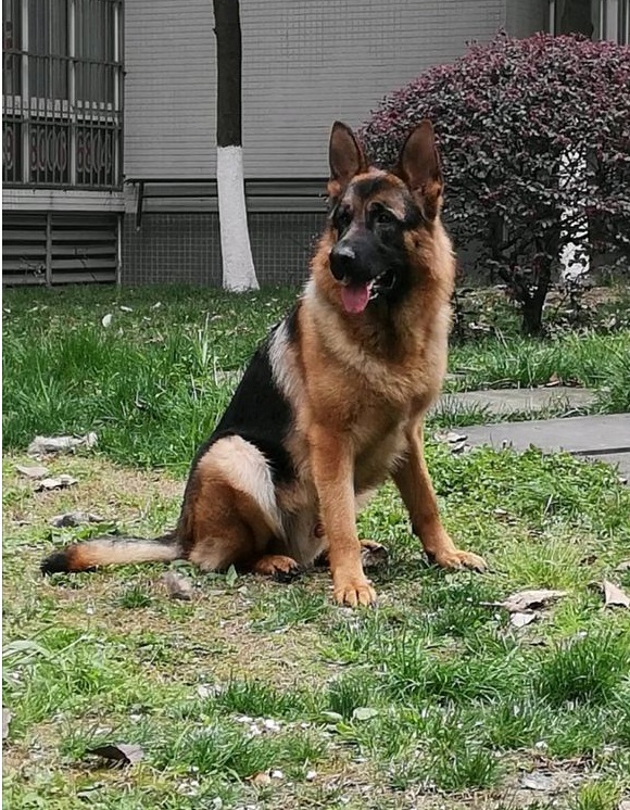 如何辨别一只标准的德国牧羊犬,最好的德国牧羊犬什么特征