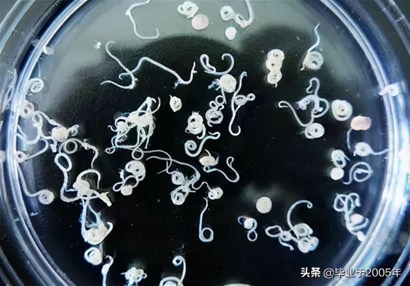 吃鱼虾的危害有哪些,吃鱼重金属超标对身体有什么伤害