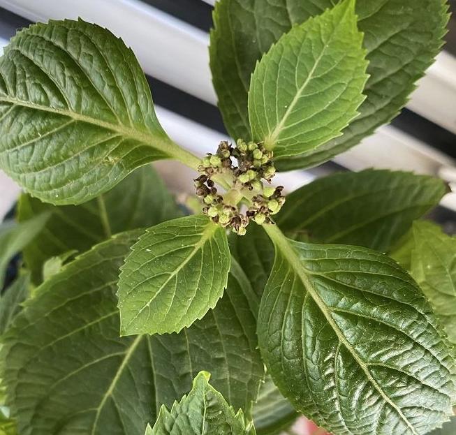 夏天可以把绣球叶子全剪光吗,如何养绣球无尽夏